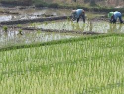 5 Hektare Sawah di Palabuhanratu Gagal Panen Tertimbun Longsor