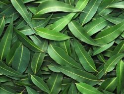 Daun Eucalyptus itu apa? Berikut Penjelasannya