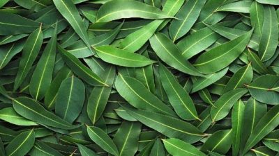 Daun Eucalyptus itu apa? Berikut Penjelasannya