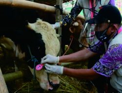 Hukum Makan Daging Kurban Sendiri