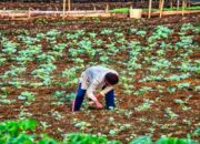 Pupuk Hayati Cair Solusi Ramah Lingkungan untuk Pertanian Modern