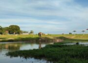 Berwisata Seru ke Taman Nasional Way Kambas Lampung