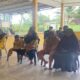 BLT Dana Desa Disalurkan di Gunung Katun Malay, Lima KPM Terima Rp400 Ribu